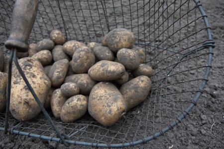 The newly harvested fresh potatoes in the basket on the soilの写真素材