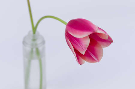A closeup of a pink tulip flower isolated on white backgroundの写真素材