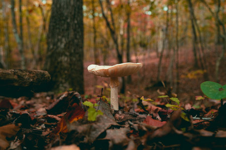 A closeup shot of a mushroom growing in the forestの写真素材