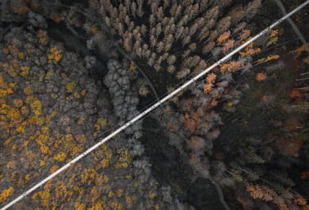 An aerial view of an autumnal densely forested area with a long narrow footbridge above