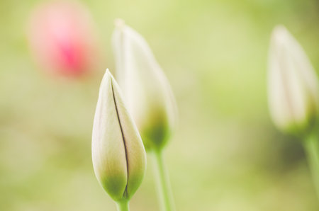 A soft focus of tulip buds against a blurry gardenの写真素材