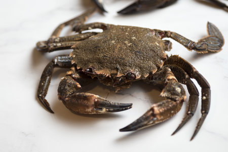 A closeup shot of a brown crab on a white surfaceの写真素材