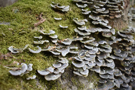 A closeup shot of auricularialesの写真素材