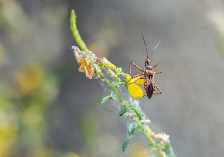 A sallow focus shot of a bug, a species of assassin and thread-legged bugs