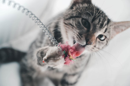A closeup shot of a cute cat playing with a toyの写真素材