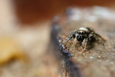 A macro selective focus shot of a spiderの写真素材