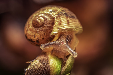 A closeup of a cute snail on a red backgroundの写真素材