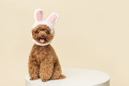An adorable little poodle with cute bunny ears on a beige background