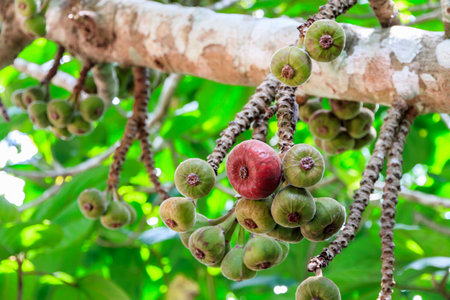 Ficus auriculata ( Roxburgh fig ) healthy fruit.の写真素材