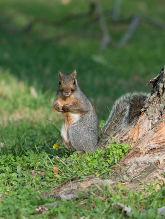 A vertical selective focus shot of a squirrel in a forestの写真素材