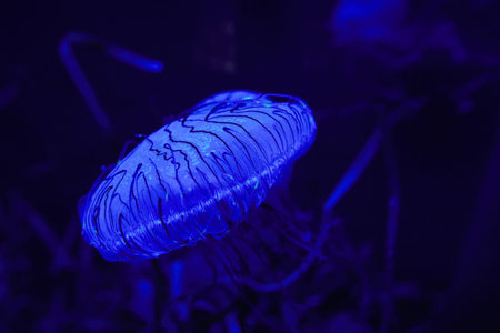 A closeup of a blue Jellyfish in the water