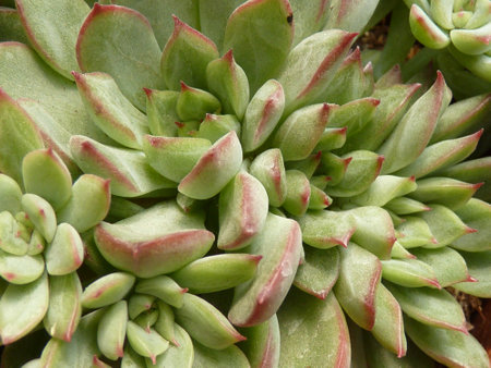 A closeup shot of growing plants in the greenery - perfect for backgroundの写真素材