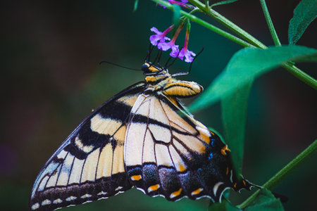 A closeup shot of a butterfly on purple flowers