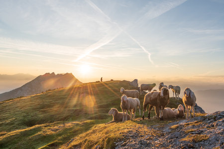 A beautiful shot of sheep on the Mount Stoderzinken, Austriaの写真素材