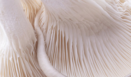 A selective focus closeup of an oyster mushrooms