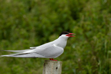 An Arctic Tern (Sterna paradisaea) bird in Farne Islands, England
