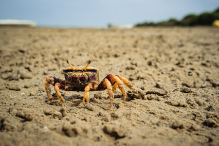 A cute crab walking on the sand at the beachの写真素材
