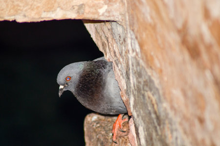 A selective focus shot of a black pigeon hiding on the wallの写真素材