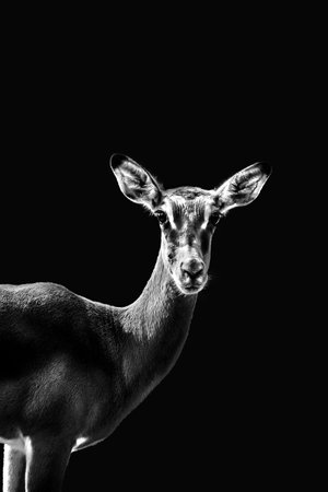 A vertical grayscale shot of an impala on a dark backgroundの写真素材