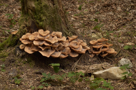 A closeup of a clustered mushroom at the foot of a tree in a forest