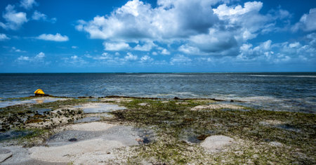 Beach with grass growing on it under blue cloudy sky at Cairns Cape Tribulation Australiaの写真素材