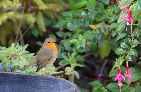 A closeup of a cute European robin surrounded by flowers in a garden with a blurry backgroundの写真素材