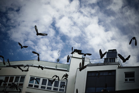 A low angle shot of birds flying in the sky near buildingsの写真素材