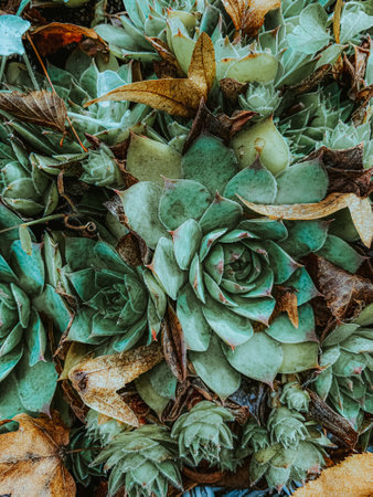 A vertical closeup shot of beautiful succulentsの写真素材