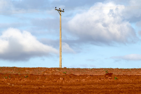 A soil preparation and peanut planting in Herculandia, Sao Paulo, Brazilの写真素材