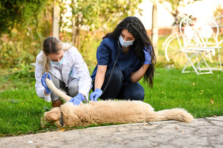 A shallow focus shot of veterinarians doing a medical checkup on a Golden Retriever