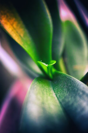 A vertical shallow focus of a vibrant plant - perfect for wallpapersの写真素材
