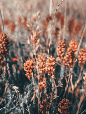 A vertical shot of grain sorghum flowering plant on the blurry background
