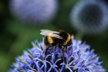 A closeup of a bee on the flowerの写真素材