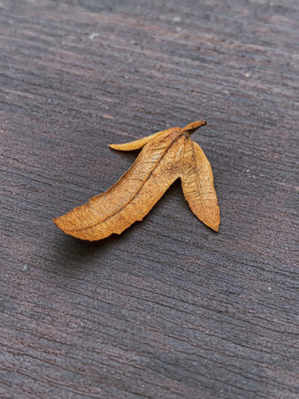A vertical shot of a dry autumn leaf on a groundの写真素材