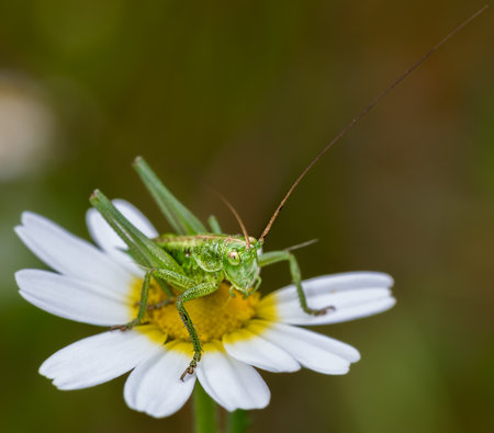 A selective focus closeup of green on a daisy flowerの写真素材