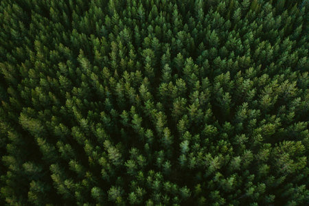 An aerial view of a beautiful green tree forest in Norwayの写真素材
