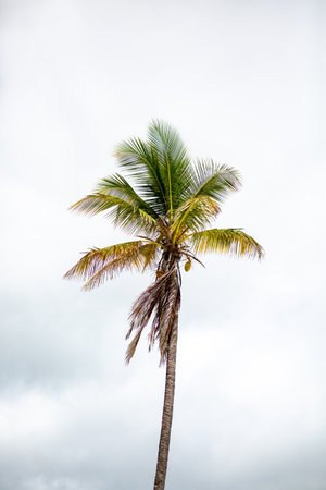 A vertical shot of a palm tree in background of the gloomy skyの写真素材