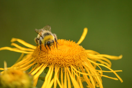 A closeup of a bee on a yellow flowerの写真素材