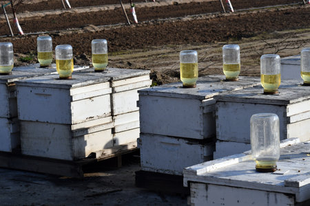 An apiary hives with sugar shack water jars for bees