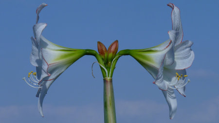 A closeup of white Amaryllis flowersの写真素材