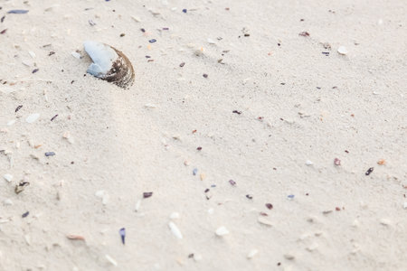A closeup shot of a Broken seashell on the beach