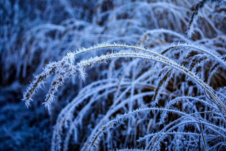 A closeup shot of rosehip branches covered by frostの写真素材