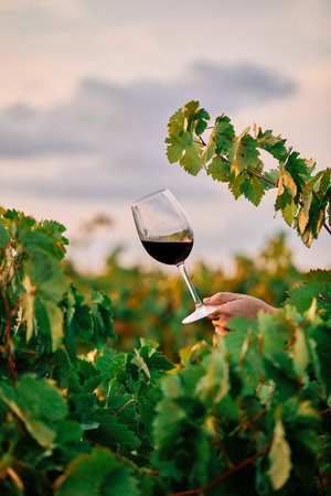 A vertical shot of a person holding a glass of wine in the vineyard under the sunlightの写真素材