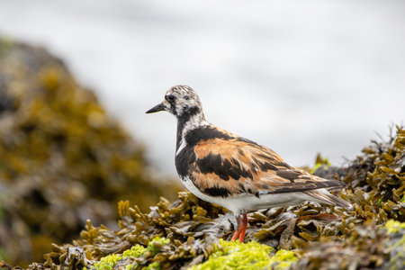 A Ruddy Turnstone bird on a rock covered with seaweed by the oceanの写真素材