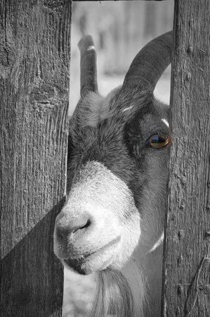A grayscale shot of a goat behind the wooden fences under the sunlightの写真素材