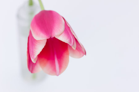 A closeup of a pink tulip flower isolated on white background with space for your textの写真素材