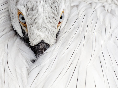 A closeup shot of white feathers of a wild birdの写真素材