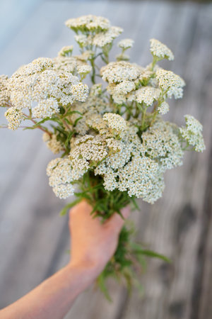 fresh yarrow plants in a bouquet in a summer dの写真素材