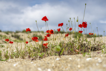 A shot of red poppiesの写真素材
