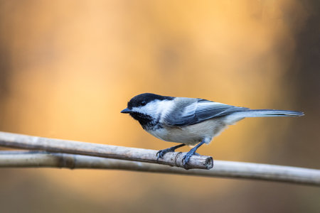 A selective focus shot of a cute tit perched on a branchの写真素材